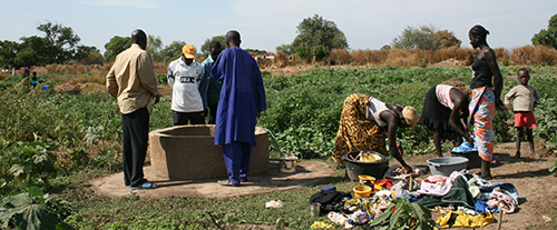 Brønner og grønnsakshage Gambia