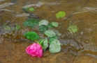 rose i vannet