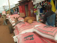 Ris til fordeling i Wuli-distrikt, Gambia