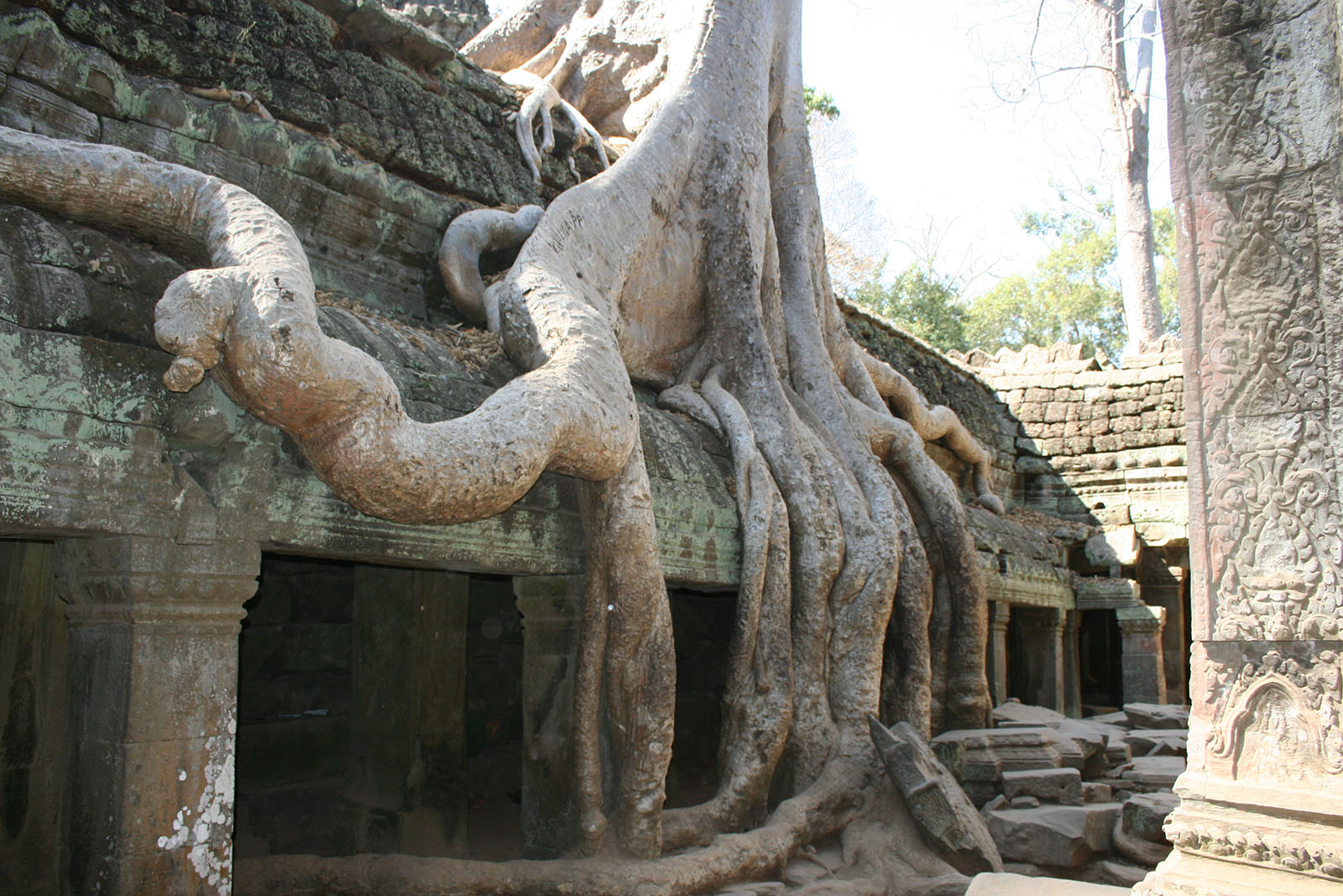 Trerøtter over tempelruiner i Angkor